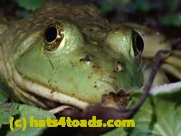 /home//u458753944/public_html/sourcegallery//////////////////////////Frogs/Bullfrogs 2020-09 Upper Merion/P9280706.JPG